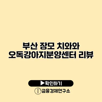 부산 장모 치와와 오독강아지분양센터 리뷰